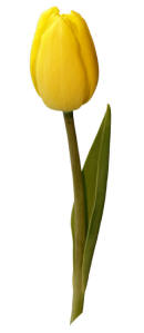 Flowers by Shirley - St. Augustine Florist